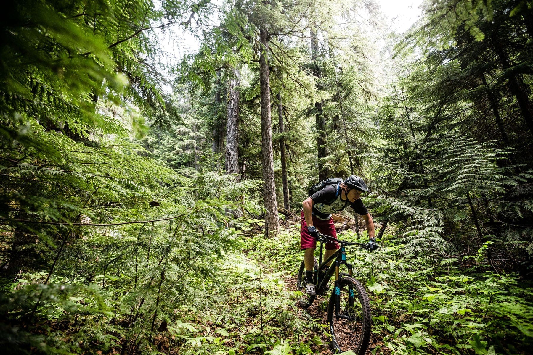 A Beginner’s Guide to Mountain Biking in Whistler - Featured Image